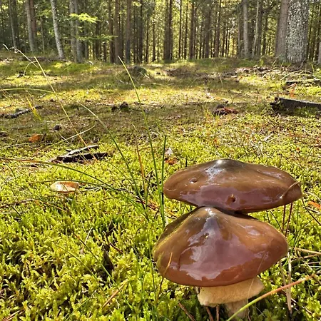Vindvadet Jerup